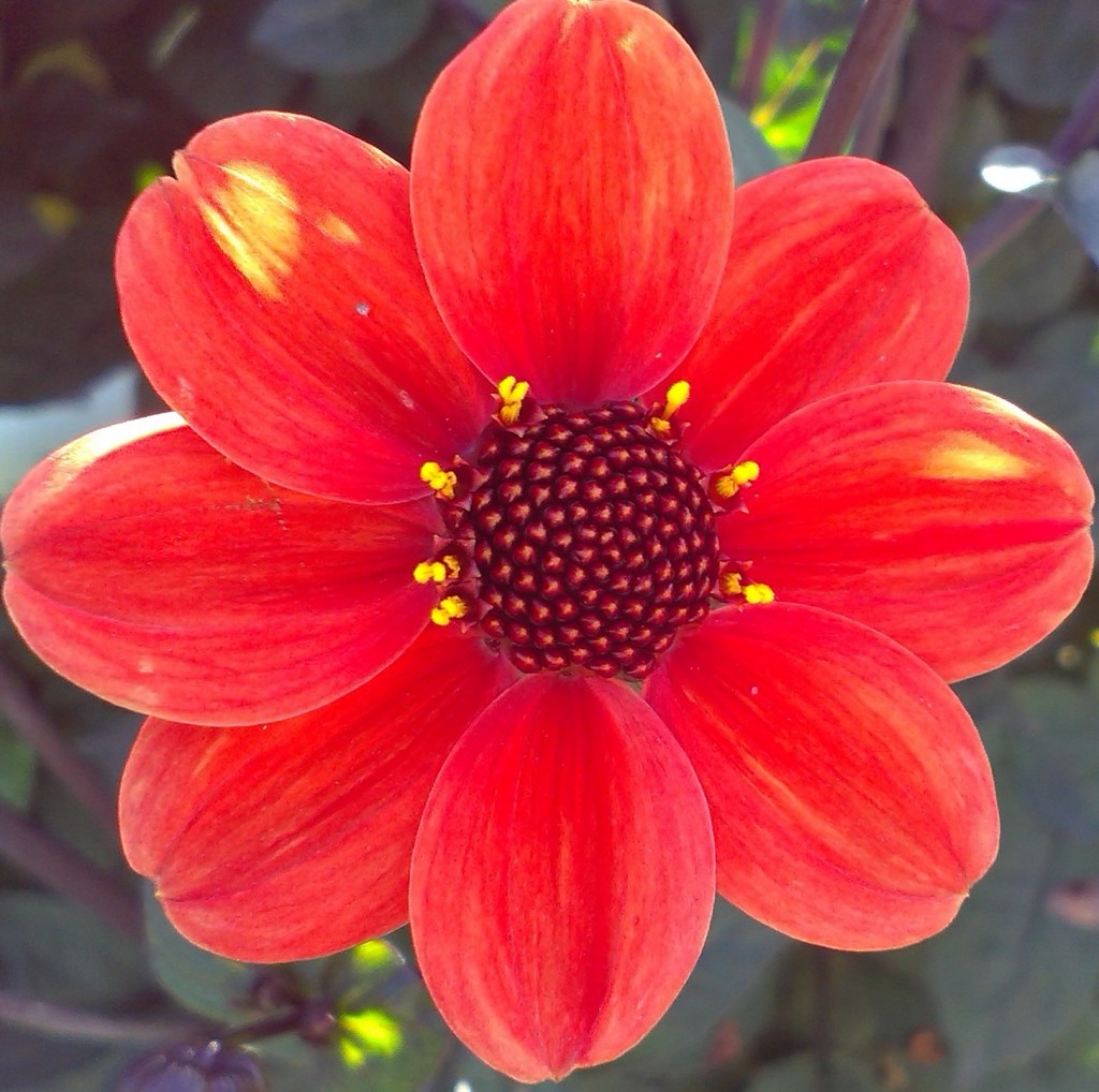 Röd Dahlia